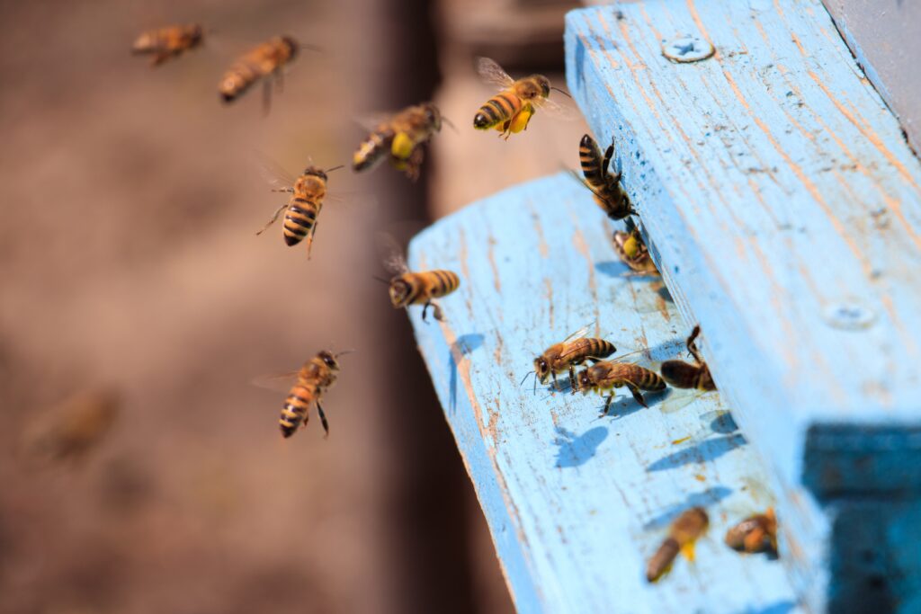 A closeup of honeybees flying on a blue painted wooden surface under the sunlight at daytime
