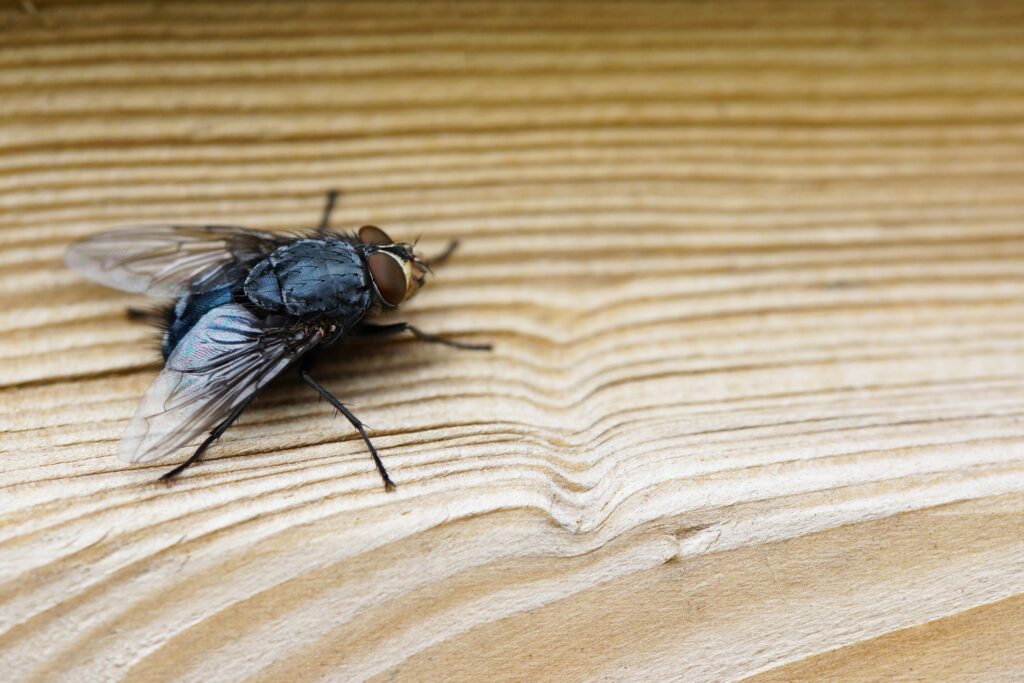 A closeup shot of a fly on a brown wooden surface