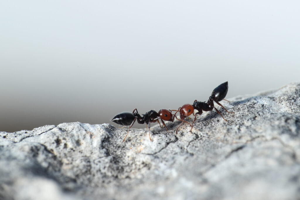 Two cocktail ants Crematogaster scutellaris  communicating by stroking each other with their antennae. Garrigue, Malta, Mediterranean