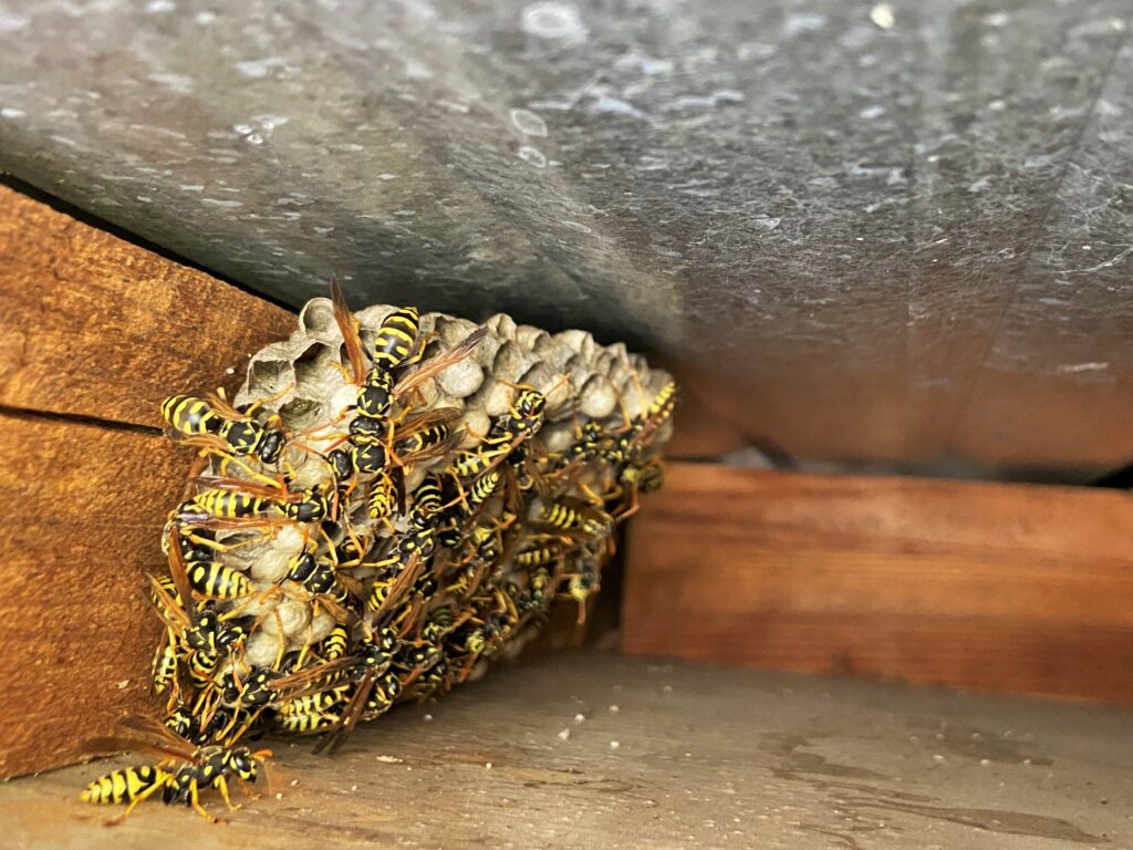 Vespiary,-,Wasps',Nest,Under,A,Roof,-,Between,Sheet