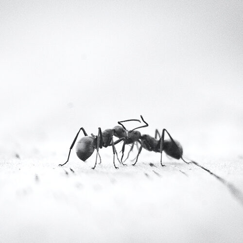 Myrer_ny
